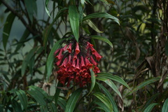 Coeligena bonapartei