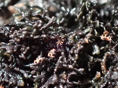 Halotydeus hydrodromus