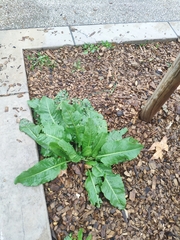 Lactuca virosa