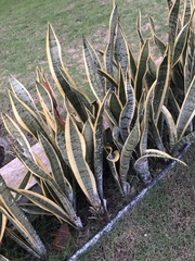 Asparagaceae