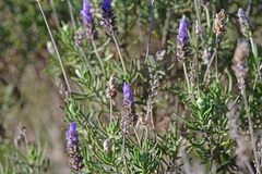Lavandula dentata