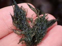 Cladophora rupestris