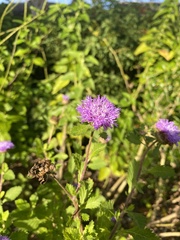 Centratherum punctatum