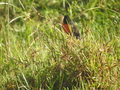 Leistes militaris
