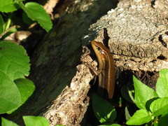 Plestiodon tetragrammus