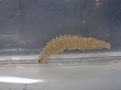 Flabelligera affinis