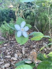 Wrightia antidysenterica