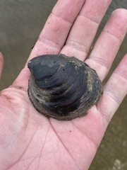 Reginaia ebenus