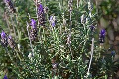 Lavandula dentata