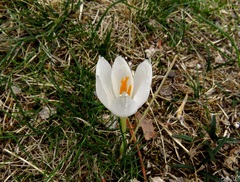 Crocus serotinus