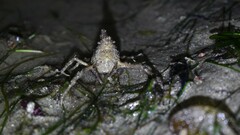 Camposcia