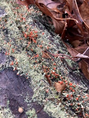 Cladonia floerkeana