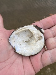 Reginaia ebenus