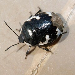 Tritomegas bicolor