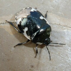 Tritomegas bicolor