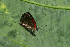 Diaethria clymena