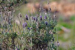 Lavandula dentata