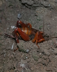 Cratomelus armatus