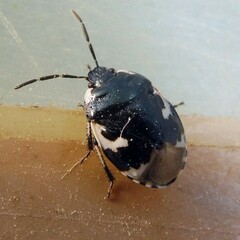 Tritomegas bicolor