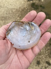 Utterbackiana suborbiculata