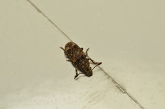 Eucorynus crassicornis