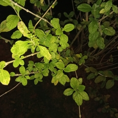 Salvia scutellarioides