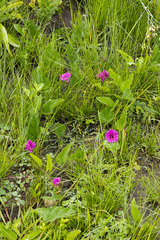 Ipomoea oblongata
