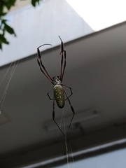 Trichonephila clavipes