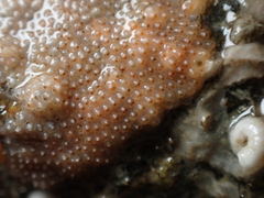 Schizoporella unicornis