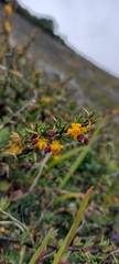 Berberis empetrifolia