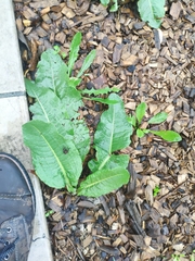 Lactuca virosa