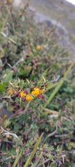 Berberis empetrifolia