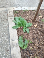 Lactuca virosa