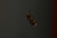Eucorynus crassicornis