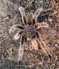 Grammostola rosea