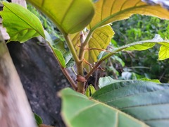 Ficus gomelleira