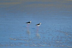 Himantopus mexicanus melanurus