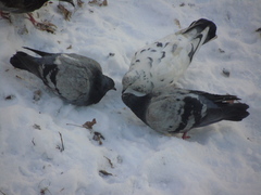 Columba livia domestica