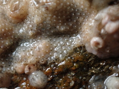 Schizoporella unicornis