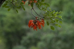 Erythrina falcata