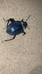 Prionotheca coronata