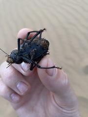 Prionotheca coronata