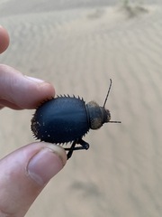 Prionotheca coronata