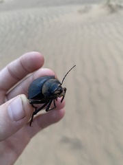 Prionotheca coronata
