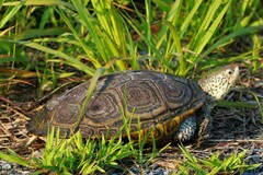 Malaclemys terrapin terrapin