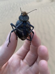 Prionotheca coronata