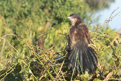Centropus superciliosus burchellii