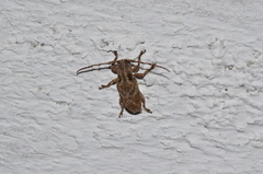 Pterolophia tuberculatrix