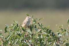 Cisticola natalensis