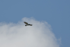 Circaetus pectoralis